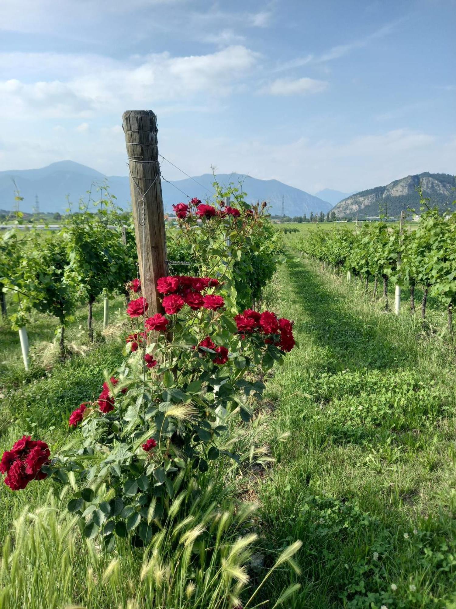 La Corte Del Bona - Vicino Alle Cantine E A Circa 15 Minuti Dal Lago Di Iseo - Apartamento Erbusco Exterior foto